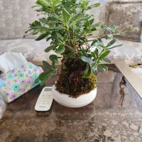 گل  بنسا شاداب
