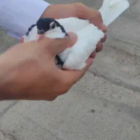 کفتر خال