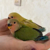 جوجه طوطی برزیلی