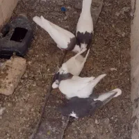 کفتر طوقی
