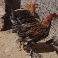 فروش فوری جوجه دیلگونی اصل