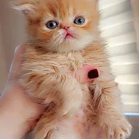 گربه های پرشین عروسکی