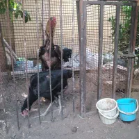 تخم مرغ لاری اصیل