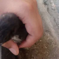 جوجه نژاد دار