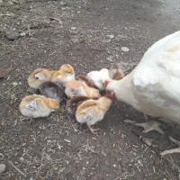 سلام.  مرغ سفید محلی بهمراه ۱۲ جوجه یک هفته ای