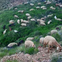 پشم گوسفند تروتمیز (بدون پتراخ)