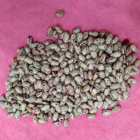 لوبیا چیتی
