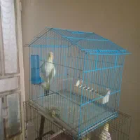 عروس هلندی سرحال