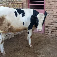 گوساله نر