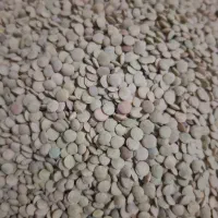 عدس تازه امسال
