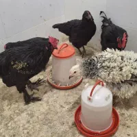 جوجه مرغ و خروس نژاد برهما و مرندی