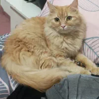 دی اس اچ میکس