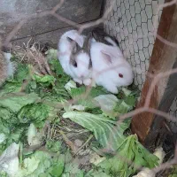 خرگوش|موش و خرگوش|تهران, حکمت|دیوار