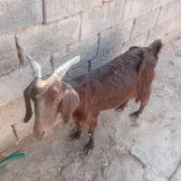 بز  شیری