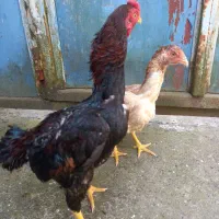 کوشامو مینیاتوری