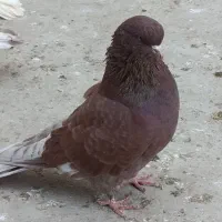 کبوتر