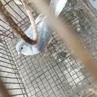 کبوتر صید چپ سیاه ابلغ ساده تهرانی