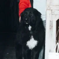 سگ سرابی