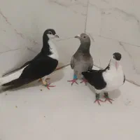 کبوتر