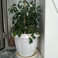 تعدادی گل بزرگ