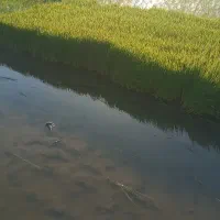 چلتوک برنج