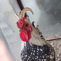 مرغ خروس  خروس