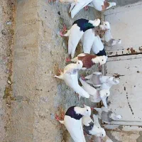 کبوتر طوقی پرشی