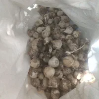 موسیر