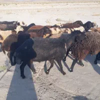 دوعدد قوچ قزل