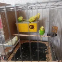 مرغ عشق فروش و معاوضه