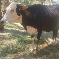 گاو سمینتال فروشی