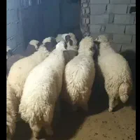 بره