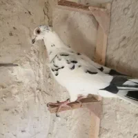 گلی ماده جوان