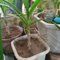 گل موزی|گل و گیاه طبیعی|رفسنجان, |دیوار