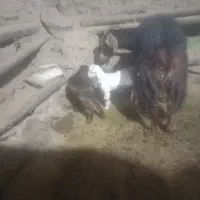 گوسفند شک ما
