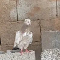 کبوتر