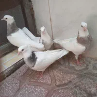 جوجه طوقی از نسل کرمانشاهی بدون غلط  یا ایراد