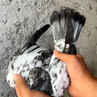 کبوتر