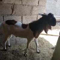 دوتا گوسفند فروشی حراج دونه  22 ملیون