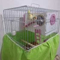 عروس هلندی