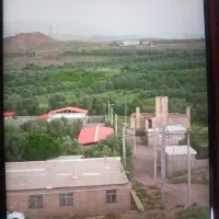 باغ زیتون