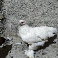 خروس رسمی و مرغ برهما