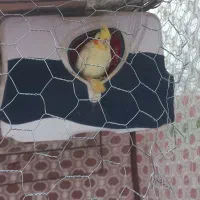 عروس هلندی مولد