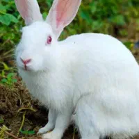 خرگوش