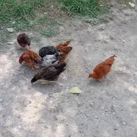 جوجه ۳ماهه محلی 4عددخروس 4عددمرغ