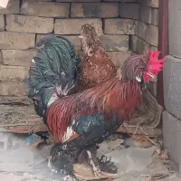 مرغ و خروس سلطان