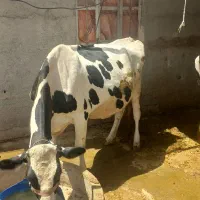 گاو ۸ماه ابستن