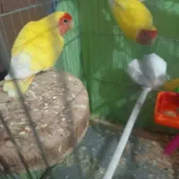 طوطی برزیلی مولد فول دستی در ملاثانی