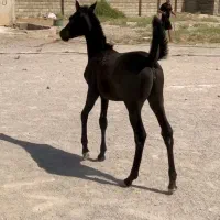 کره‌های  یکساله
