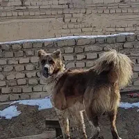 سگ گله|سگ|ساروق, |دیوار